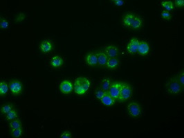 PDE4A Antibody in Immunocytochemistry (ICC/IF)