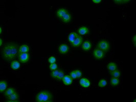 PDE4A Antibody in Immunocytochemistry (ICC/IF)