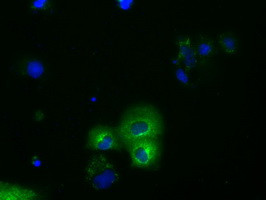 PDE4A Antibody in Immunocytochemistry (ICC/IF)