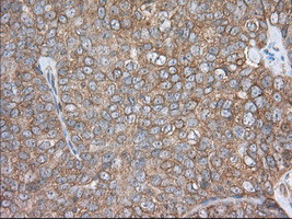 PDE4A Antibody in Immunohistochemistry (Paraffin) (IHC (P))