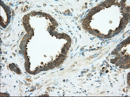 PDE4A Antibody in Immunohistochemistry (Paraffin) (IHC (P))