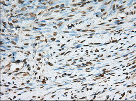 PDE4A Antibody in Immunohistochemistry (Paraffin) (IHC (P))