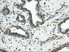 PDE4A Antibody in Immunohistochemistry (Paraffin) (IHC (P))