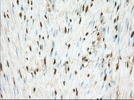 PDE4A Antibody in Immunohistochemistry (Paraffin) (IHC (P))