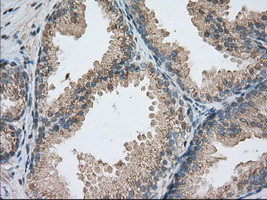 PDE4A Antibody in Immunohistochemistry (Paraffin) (IHC (P))