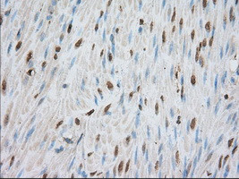 PDE4A Antibody in Immunohistochemistry (Paraffin) (IHC (P))