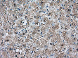 PDE4A Antibody in Immunohistochemistry (Paraffin) (IHC (P))