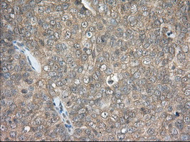 PDE4A Antibody in Immunohistochemistry (Paraffin) (IHC (P))