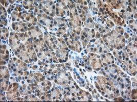 PDE4A Antibody in Immunohistochemistry (Paraffin) (IHC (P))