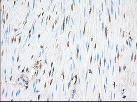 PDE4A Antibody in Immunohistochemistry (Paraffin) (IHC (P))