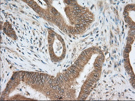 PDE4A Antibody in Immunohistochemistry (Paraffin) (IHC (P))