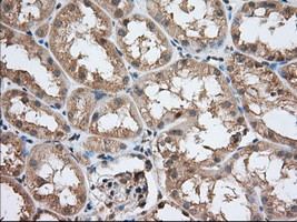 PDE4A Antibody in Immunohistochemistry (Paraffin) (IHC (P))