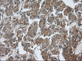 PDE4A Antibody in Immunohistochemistry (Paraffin) (IHC (P))