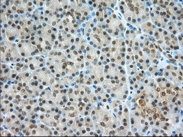 PDE4A Antibody in Immunohistochemistry (Paraffin) (IHC (P))