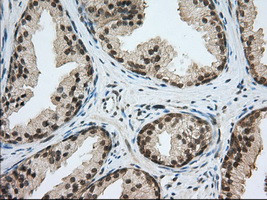 PDE4A Antibody in Immunohistochemistry (Paraffin) (IHC (P))