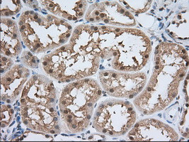 PDE4A Antibody in Immunohistochemistry (Paraffin) (IHC (P))