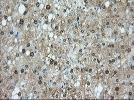 PDE4A Antibody in Immunohistochemistry (Paraffin) (IHC (P))