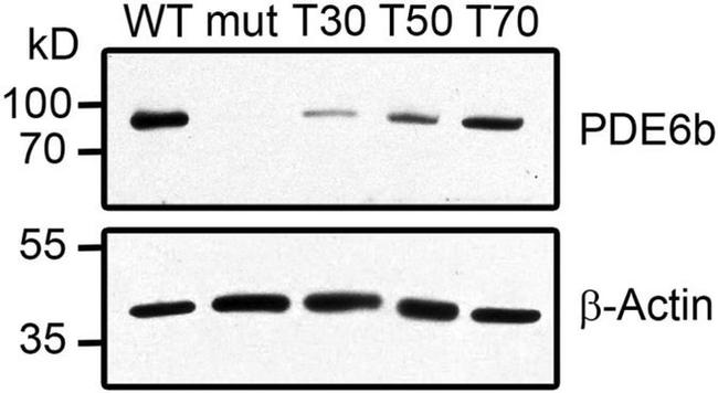 PDE6B Antibody in Western Blot (WB)