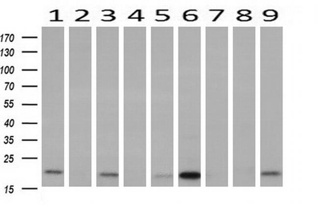 PDF Antibody in Western Blot (WB)