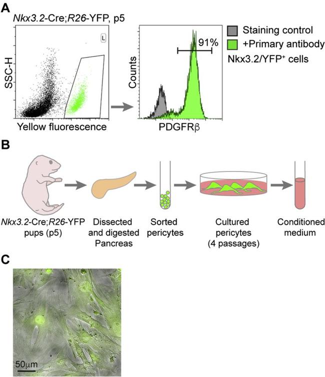 CD140b (PDGFRB) Antibody in Flow Cytometry (Flow)