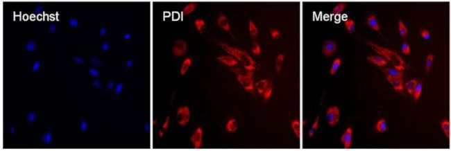 PDI Antibody in Immunocytochemistry (ICC/IF)