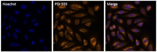 PDI Antibody in Immunocytochemistry (ICC/IF)