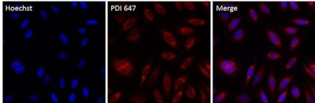 PDI Antibody in Immunocytochemistry (ICC/IF)