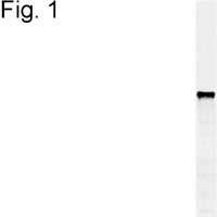 PDI Antibody in Western Blot (WB)