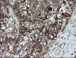 PDIA3 Antibody in Immunohistochemistry (Paraffin) (IHC (P))