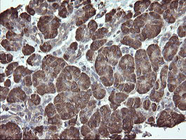 PDIA3 Antibody in Immunohistochemistry (Paraffin) (IHC (P))