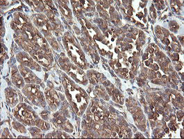 PDIA3 Antibody in Immunohistochemistry (Paraffin) (IHC (P))