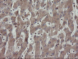 PDIA3 Antibody in Immunohistochemistry (Paraffin) (IHC (P))