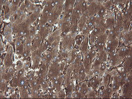 PDIA3 Antibody in Immunohistochemistry (Paraffin) (IHC (P))