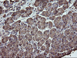 PDIA3 Antibody in Immunohistochemistry (Paraffin) (IHC (P))