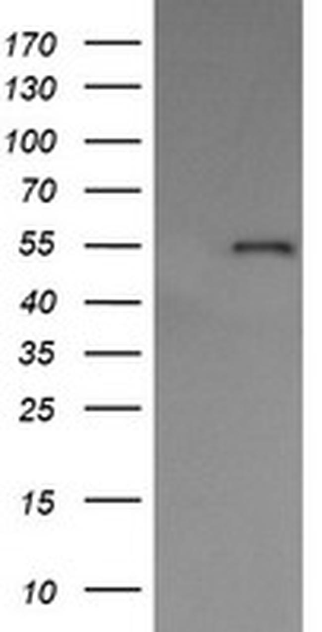 PDIA3 Antibody in Western Blot (WB)