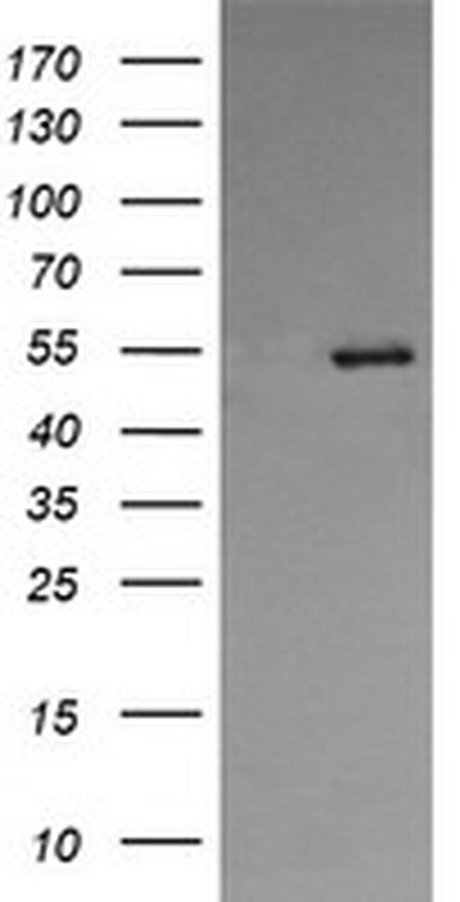 PDIA3 Antibody in Western Blot (WB)