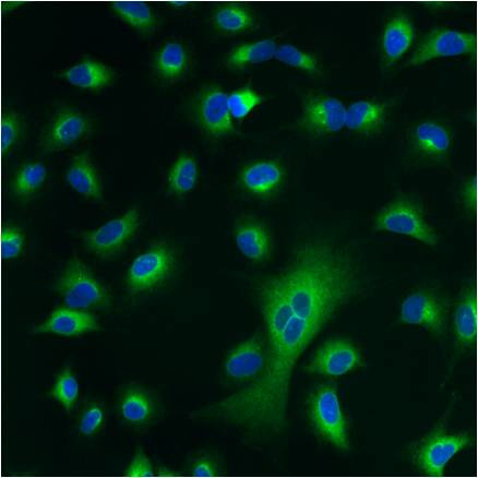 PDI Antibody in Immunocytochemistry (ICC/IF)