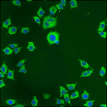 PDI Antibody in Immunocytochemistry (ICC/IF)