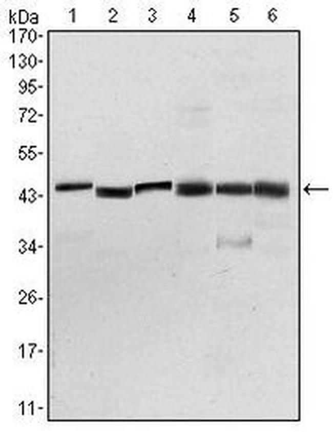 PDK1 Antibody in Western Blot (WB)
