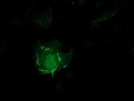 PDLIM2 Antibody in Immunocytochemistry (ICC/IF)