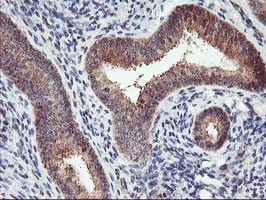 PDLIM2 Antibody in Immunohistochemistry (Paraffin) (IHC (P))