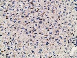 PDLIM2 Antibody in Immunohistochemistry (Paraffin) (IHC (P))