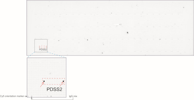 PDSS2 Antibody in Peptide array (ARRAY)