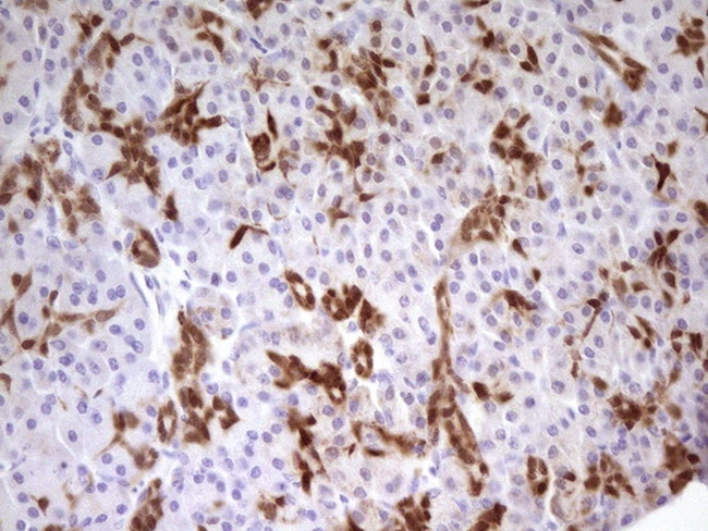 PDX1 Antibody in Immunohistochemistry (Paraffin) (IHC (P))