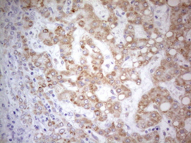 PDX1 Antibody in Immunohistochemistry (Paraffin) (IHC (P))