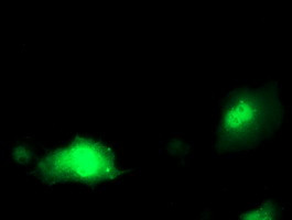 PDXK Antibody in Immunocytochemistry (ICC/IF)