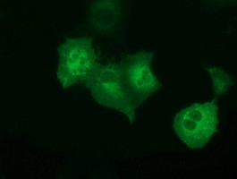 PECR Antibody in Immunocytochemistry (ICC/IF)