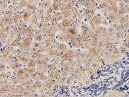 PECR Antibody in Immunohistochemistry (Paraffin) (IHC (P))