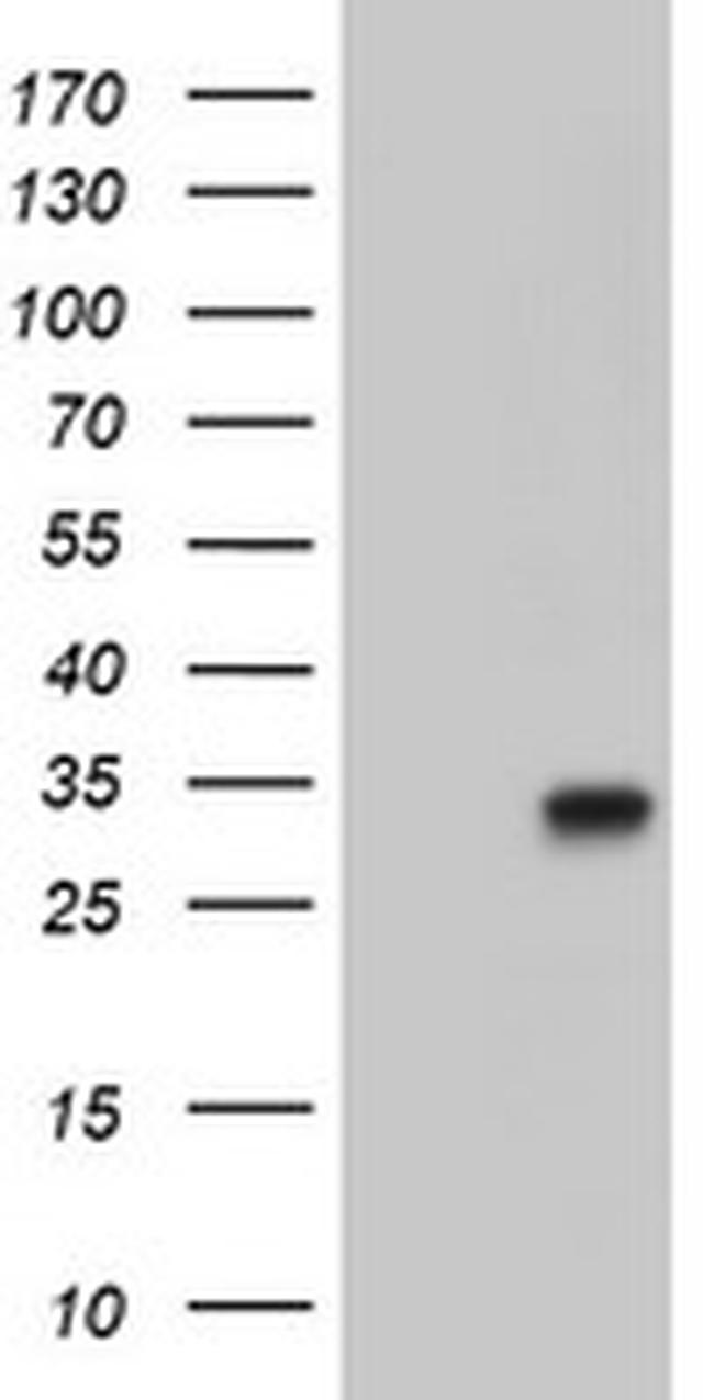 PECR Antibody in Western Blot (WB)