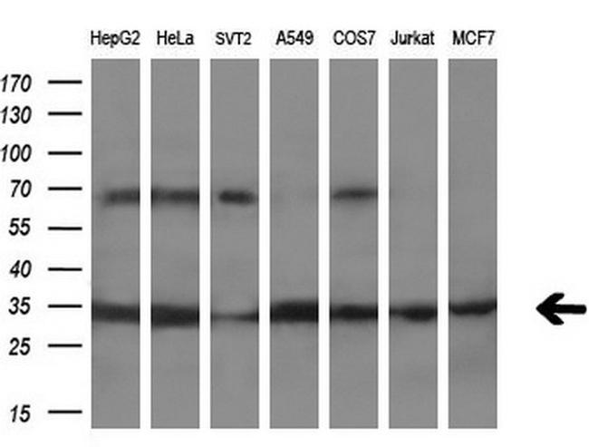 PECR Antibody in Western Blot (WB)